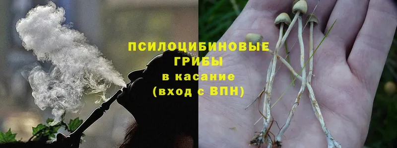 Галлюциногенные грибы Psilocybe  Горбатов 